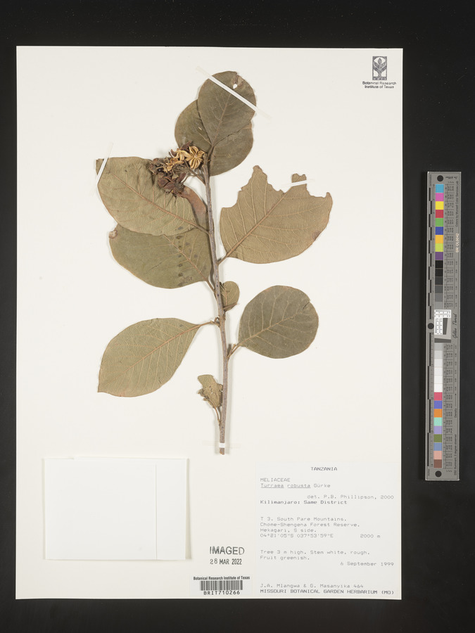 Turraea robusta image