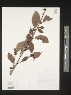 Ampalis dimepate image