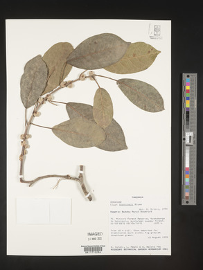 Ficus microcarpa image