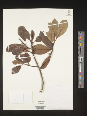 Ficus microcarpa image