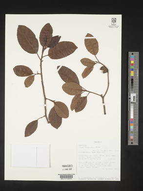 Ficus microcarpa image