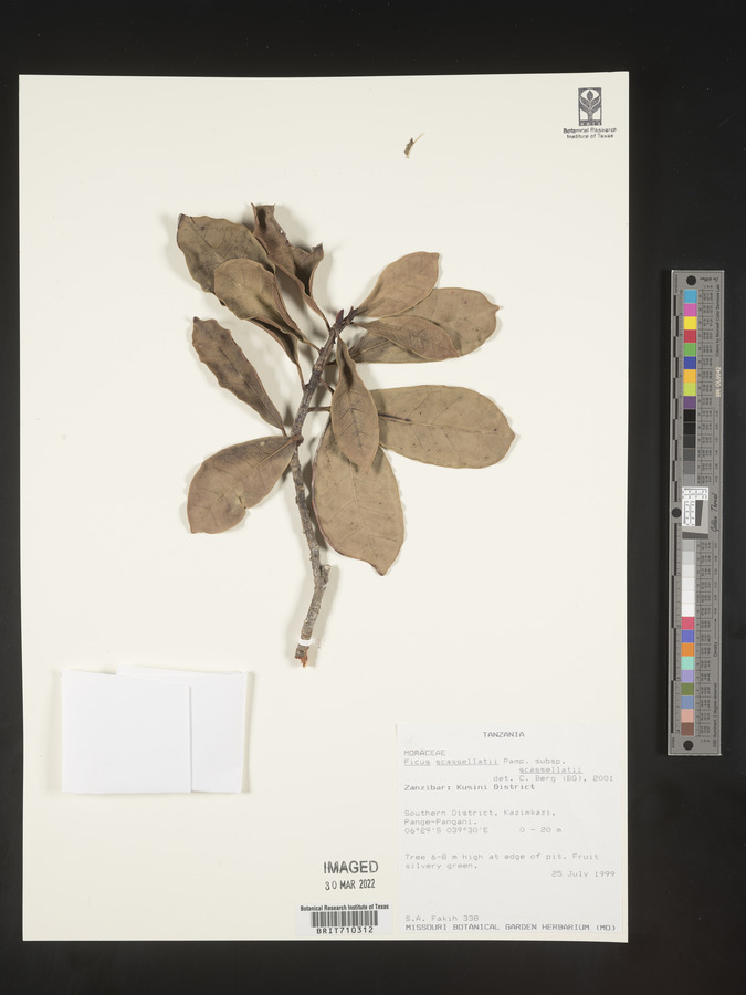 Ficus scassellatii subsp. scassellatii image