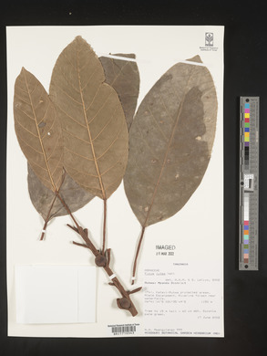 Ficus lutea image