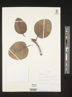 Ficus benghalensis image