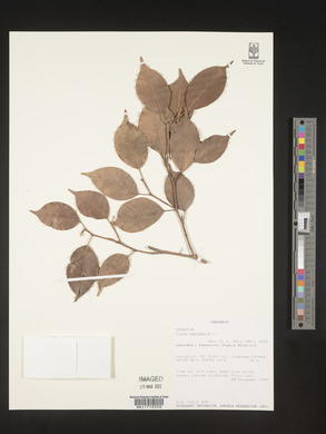 Ficus benjamina image