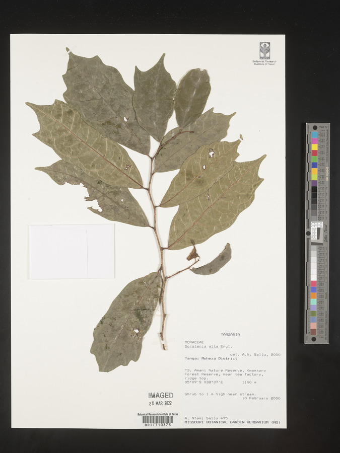 Dorstenia alta image