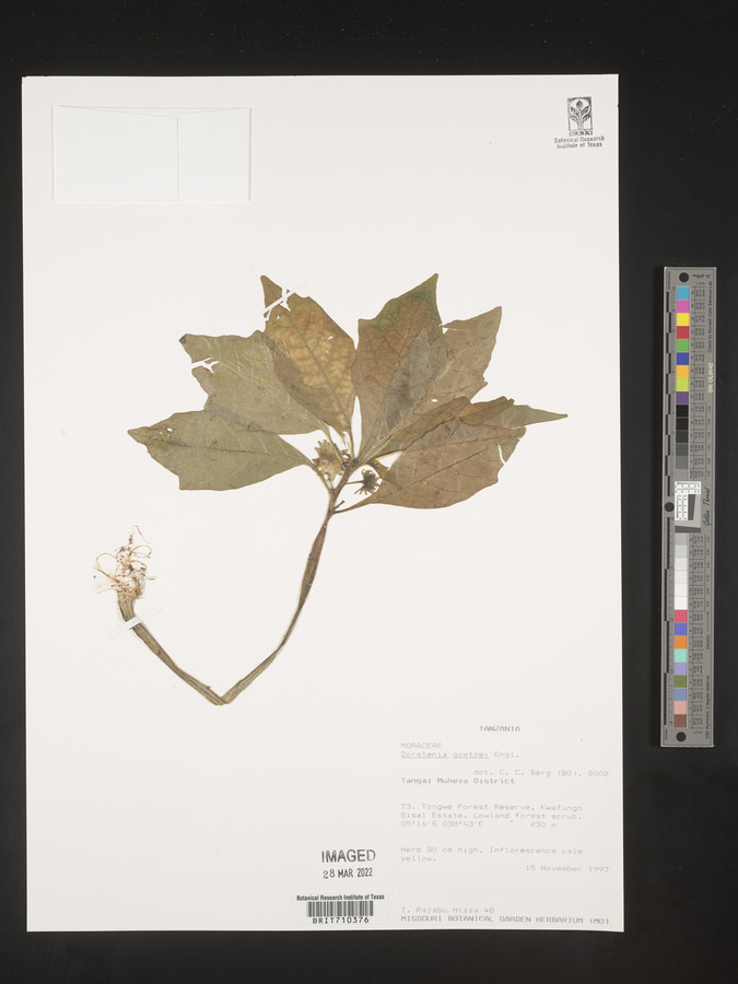 Dorstenia goetzei image