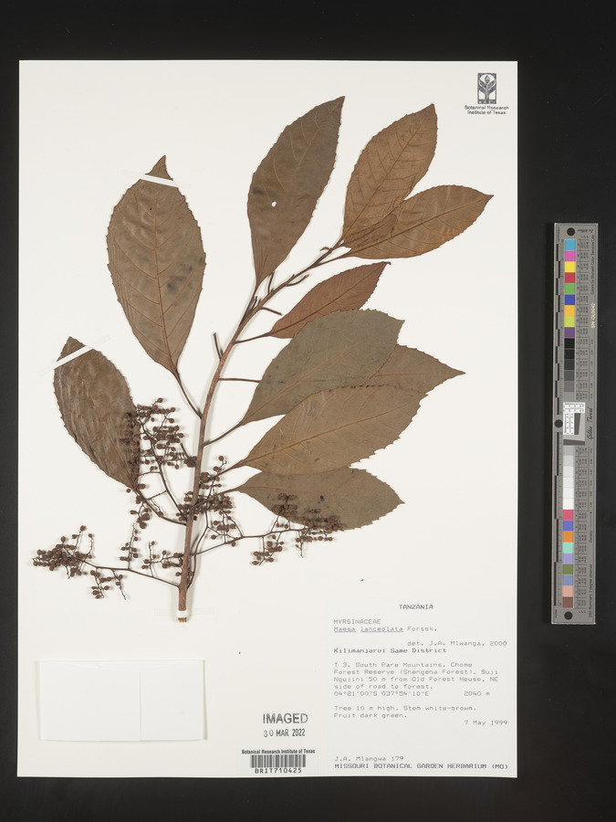 Maesa lanceolata image