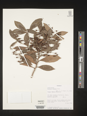 Ardisia crenata image