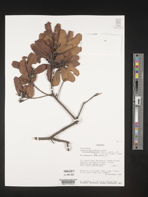 Morella salicifolia image