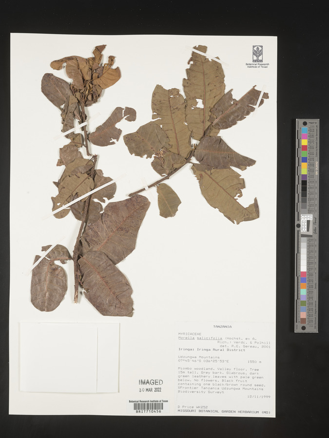 Morella salicifolia image