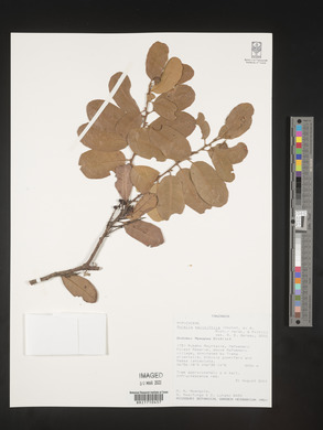 Morella salicifolia image