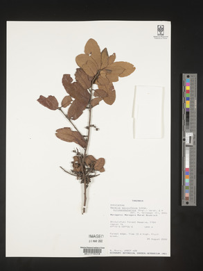 Morella salicifolia var. kilimandscharica image