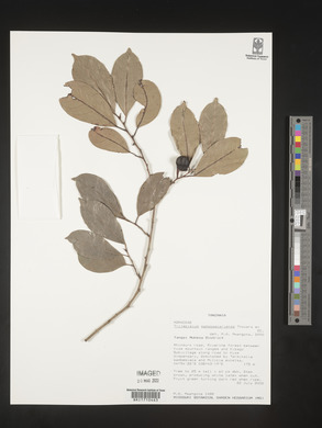 Trilepisium madagascariense image