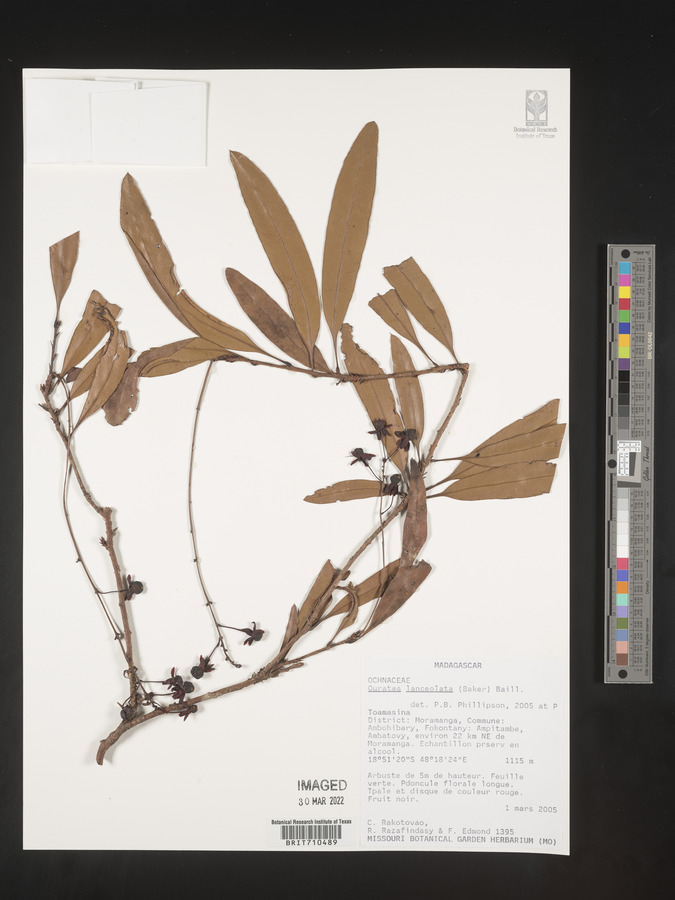 Ouratea acuminata image