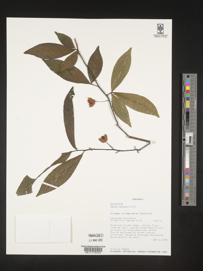 Ochna holstii image