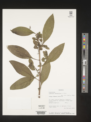 Ludwigia abyssinica image