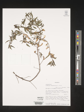 Ludwigia abyssinica image