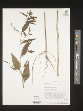 Ludwigia erecta image