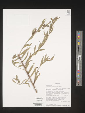 Ludwigia jussiaeoides image