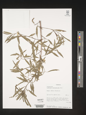 Ludwigia jussiaeoides image