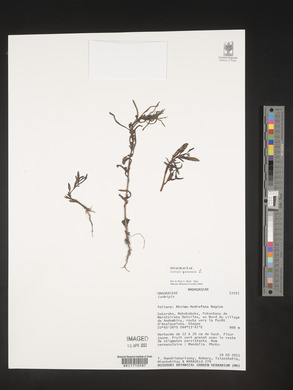 Ludwigia perennis image