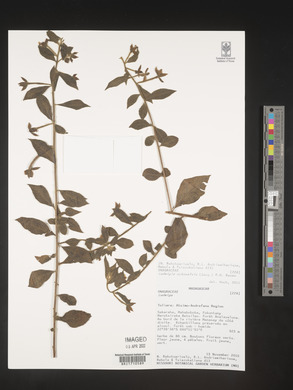 Ludwigia octovalvis image
