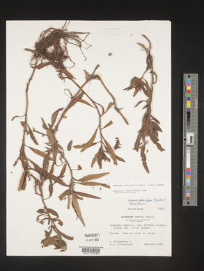 Ludwigia adscendens subsp. diffusa image