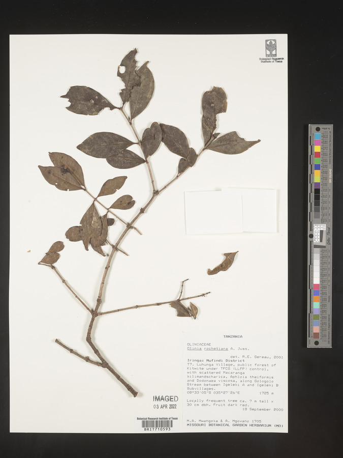 Olinia rochetiana image