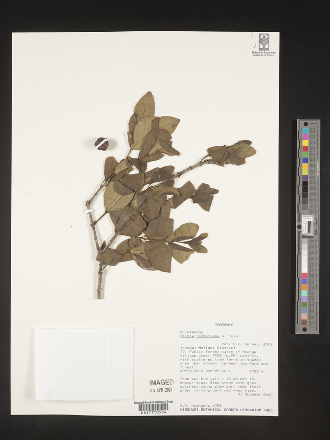 Olinia rochetiana image