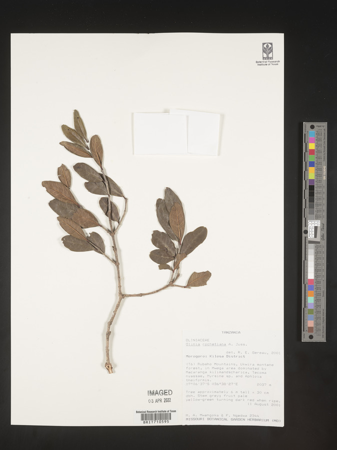Olinia rochetiana image