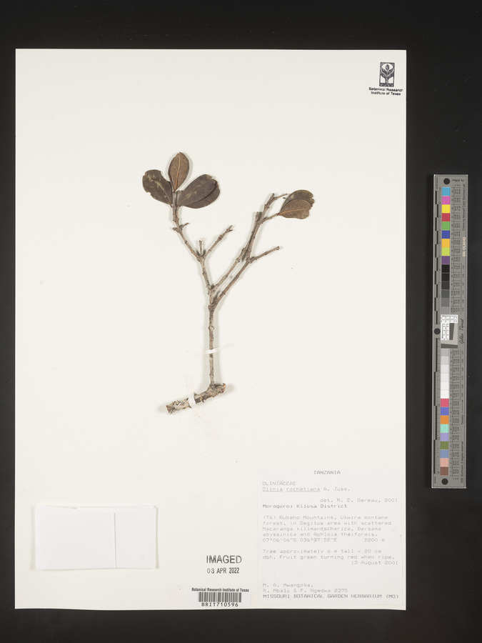 Olinia rochetiana image