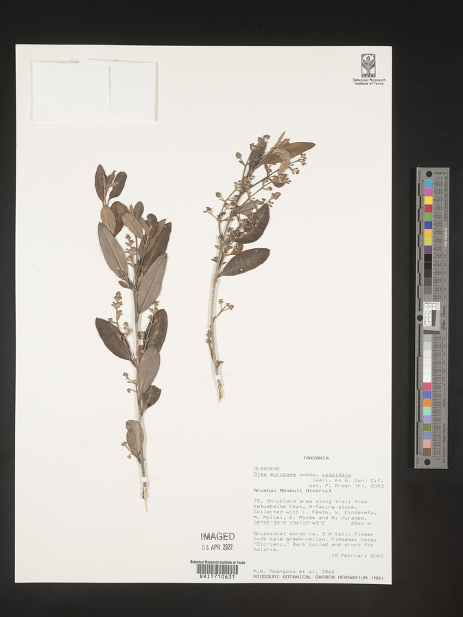 Olea europaea subsp. cuspidata image