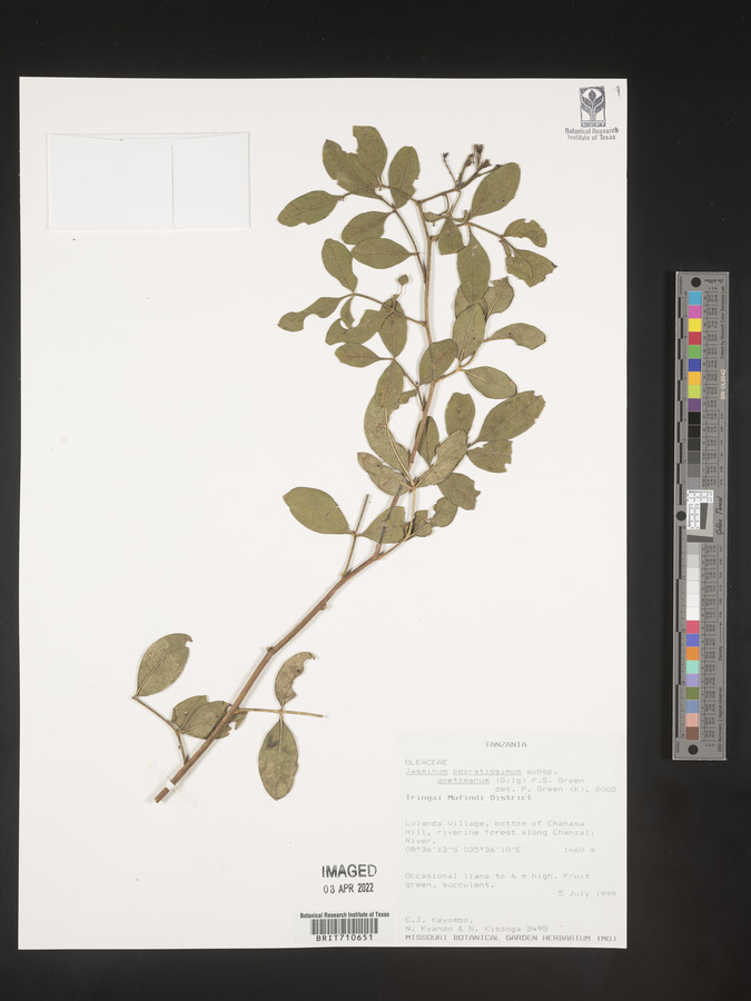 Chrysojasminum goetzeanum image