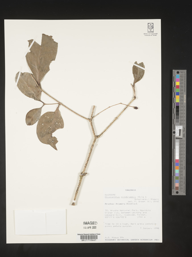 Chionanthus mildbraedii image