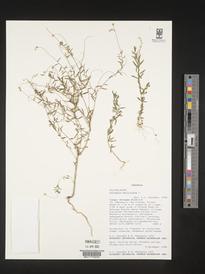 Polygala paniculata image