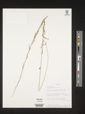 Image of Polygala xanthina