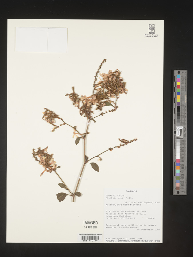 Plumbago dawei image