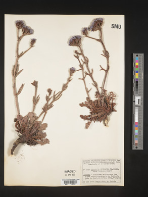 Limonium sinuatum image