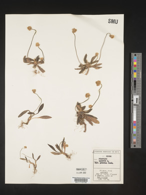 Plantago lagopus image