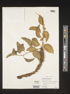 Phytolacca dodecandra image