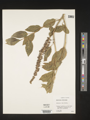 Phytolacca dodecandra image