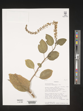 Phytolacca dodecandra image