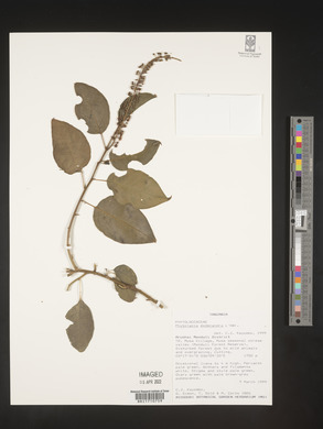 Phytolacca dodecandra image