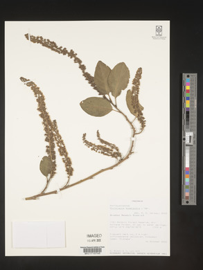 Phytolacca dodecandra image