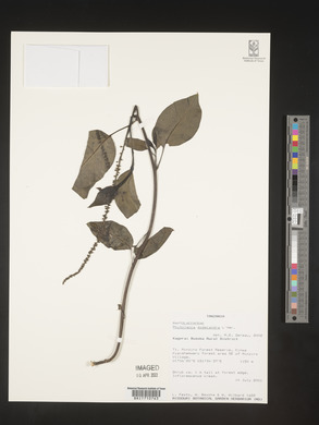 Phytolacca dodecandra image