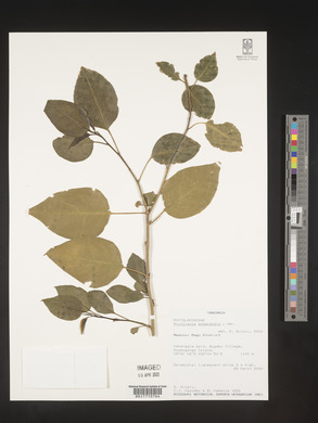 Phytolacca dodecandra image