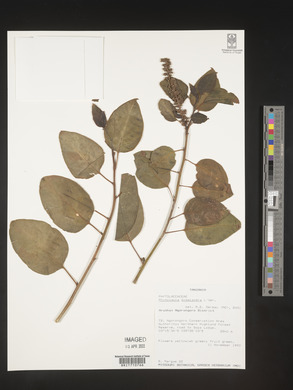 Phytolacca dodecandra image