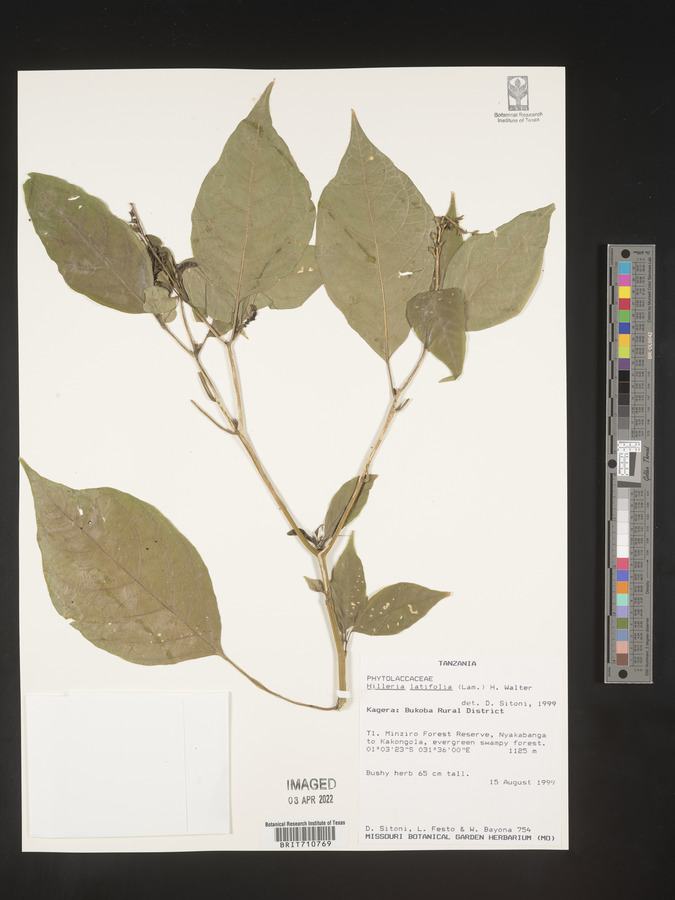 Hilleria latifolia image