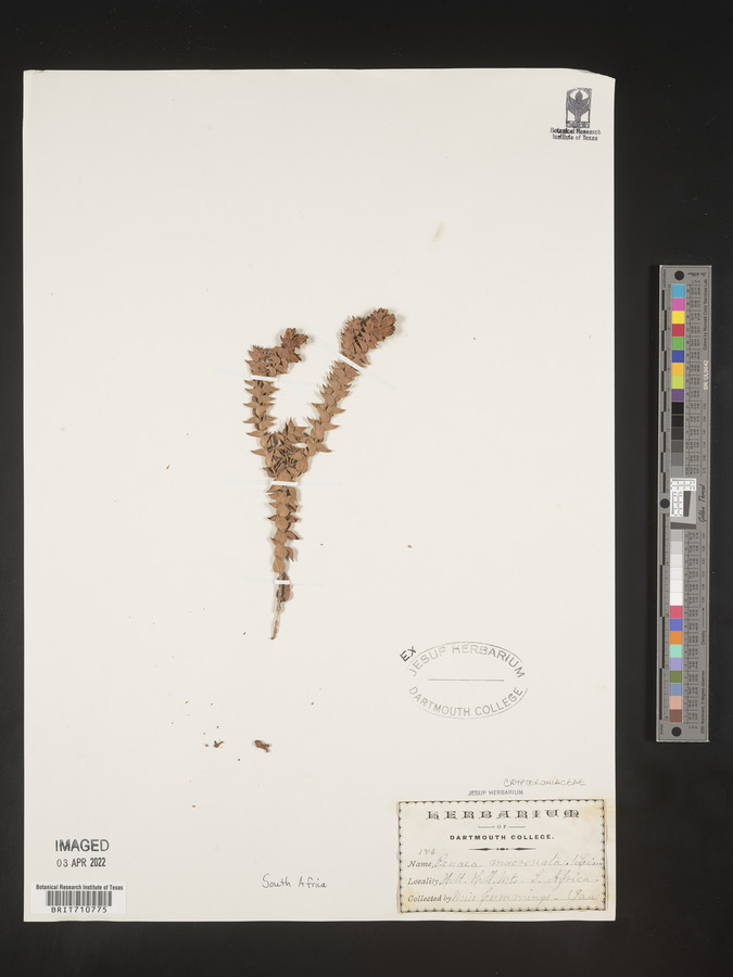 Penaea image
